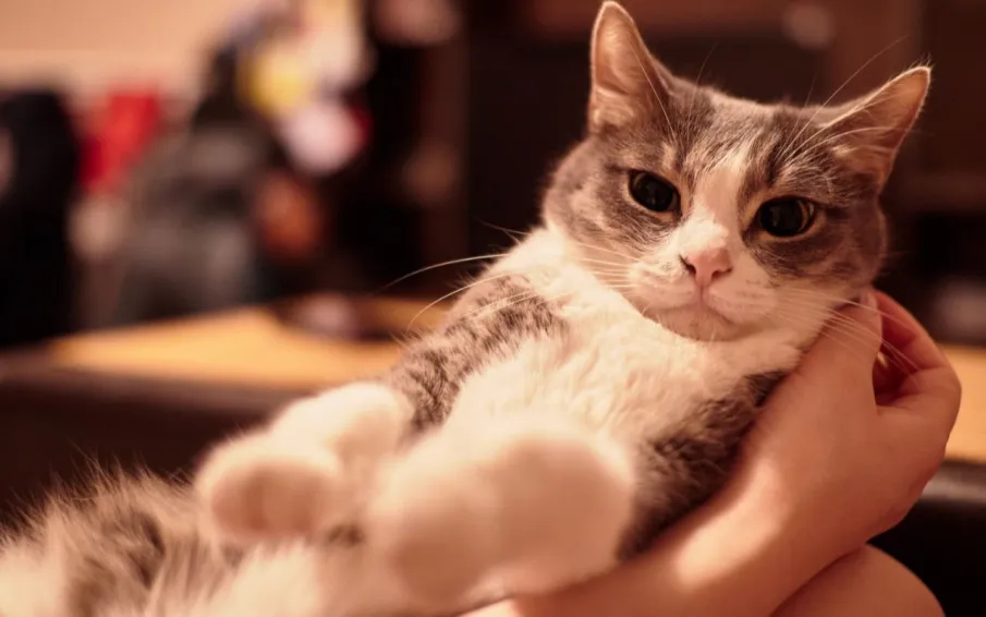 Нижегородцы могут со скидкой стерилизовать домашних собак и кошек в госветклиниках в рамках акции «Мартовский кот»